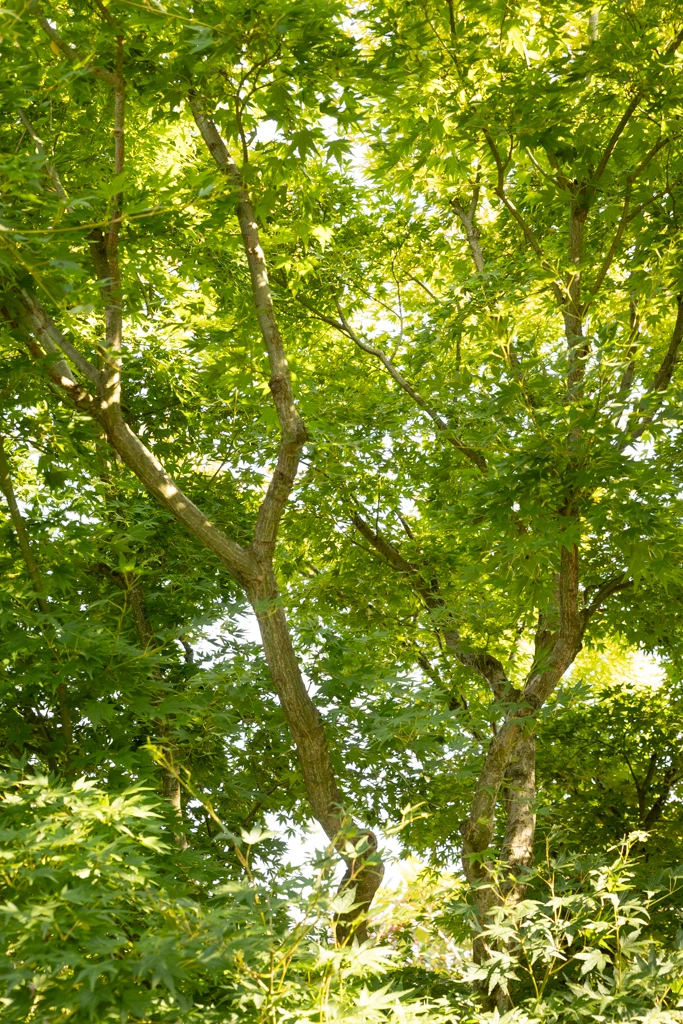 Acer palmatum VJ
